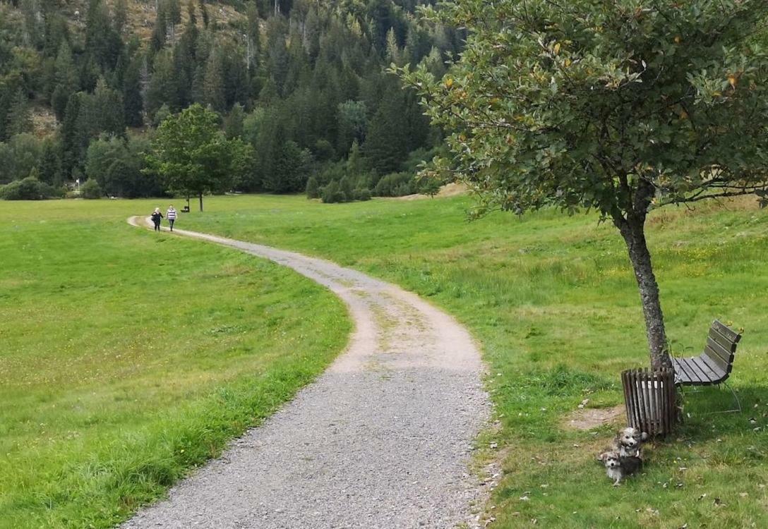 C3 Albmatte-Fewo Sauna, Hallenbad Aussenbecken Massagen Nebenan St. Blasien Kültér fotó